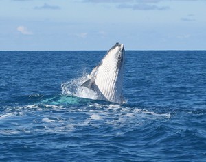 Baby Whale © Sail-World.com /AUS http://www.sail-world.com